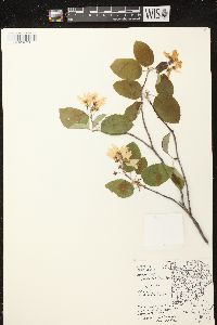 Amelanchier sanguinea image