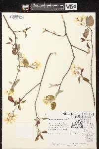 Amelanchier sanguinea image