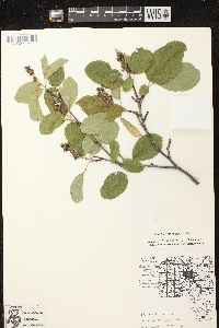 Amelanchier sanguinea image