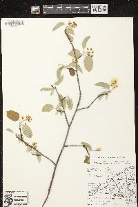 Amelanchier sanguinea image