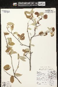 Amelanchier sanguinea image