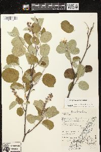 Amelanchier sanguinea image