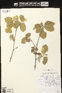 Amelanchier sanguinea image