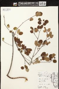 Amelanchier sanguinea image