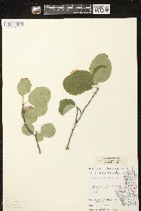 Amelanchier sanguinea image