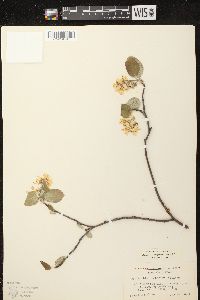 Amelanchier sanguinea image