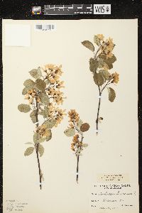 Amelanchier sanguinea image