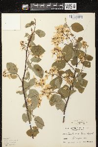 Amelanchier sanguinea image