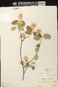 Amelanchier sanguinea image