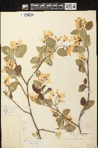 Amelanchier sanguinea image