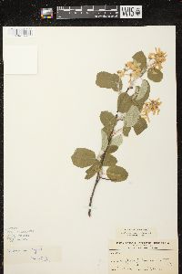 Amelanchier sanguinea image