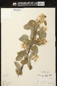 Amelanchier sanguinea image