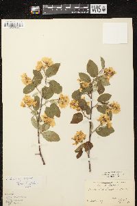 Amelanchier sanguinea image