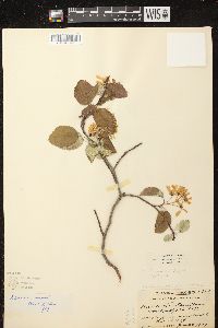 Amelanchier sanguinea image