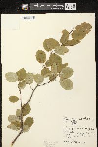 Amelanchier sanguinea image