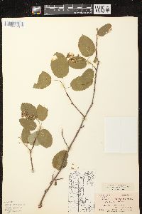 Amelanchier sanguinea image