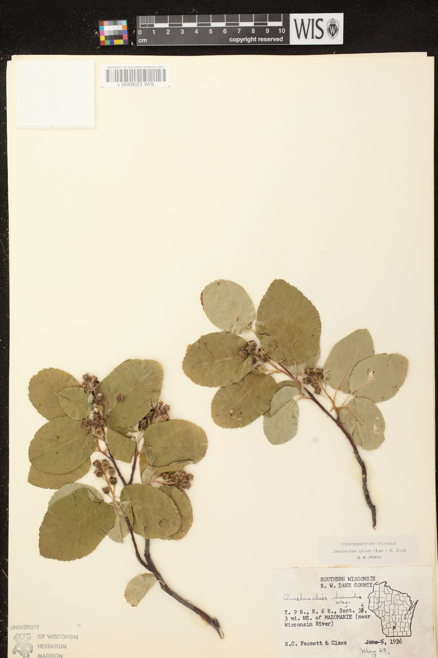Amelanchier spicata image