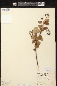 Amelanchier spicata image