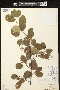 Amelanchier spicata image