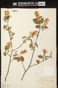 Amelanchier spicata image