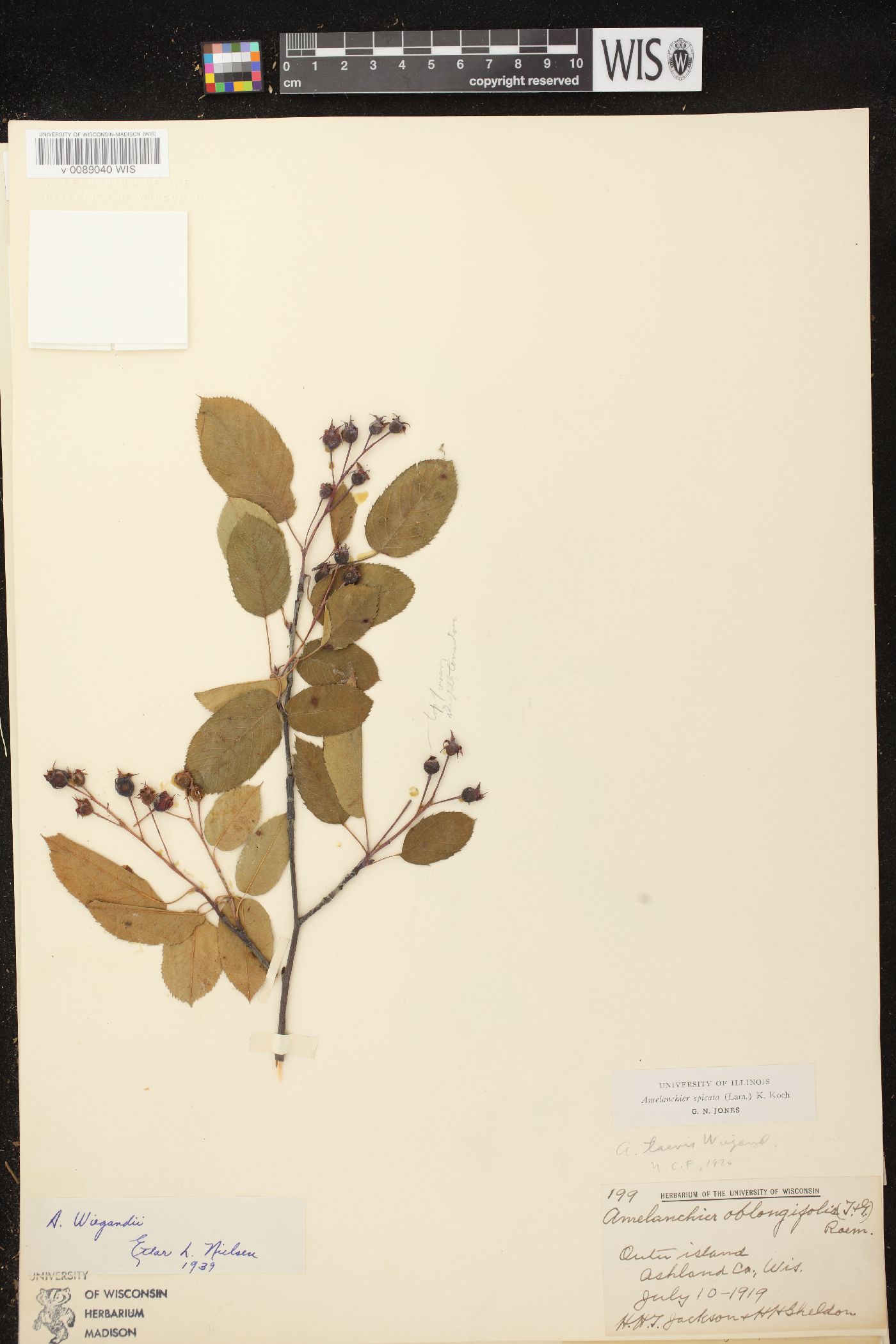Amelanchier spicata image