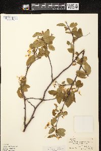 Amelanchier spicata image