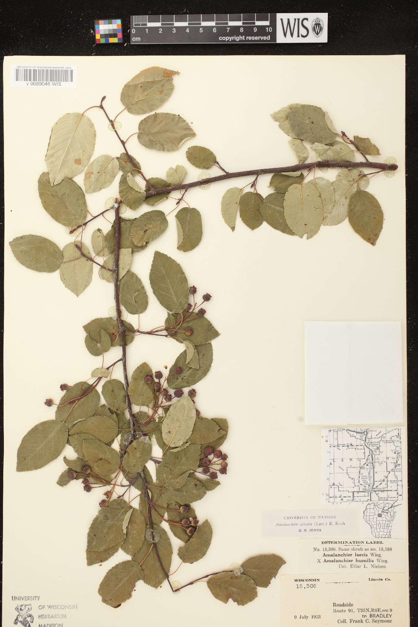 Amelanchier spicata image