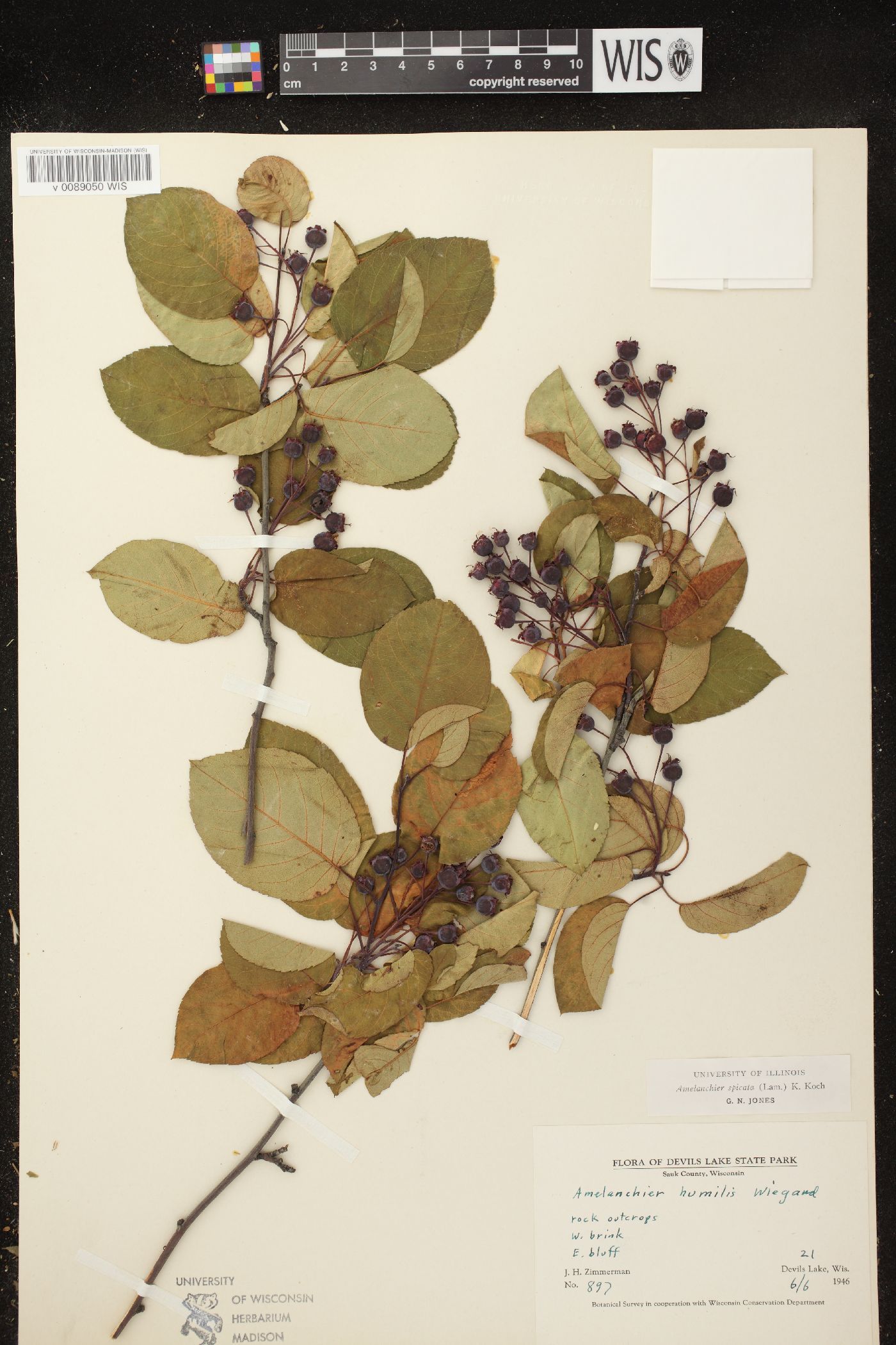 Amelanchier spicata image