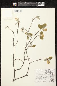 Amelanchier spicata image