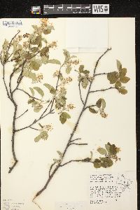 Amelanchier spicata image