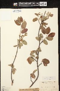 Amelanchier spicata image