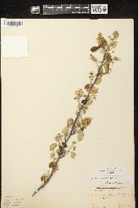 Amelanchier spicata image