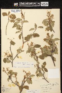 Amelanchier spicata image