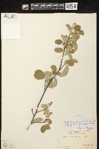 Amelanchier spicata image