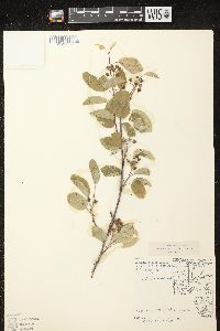 Amelanchier spicata image