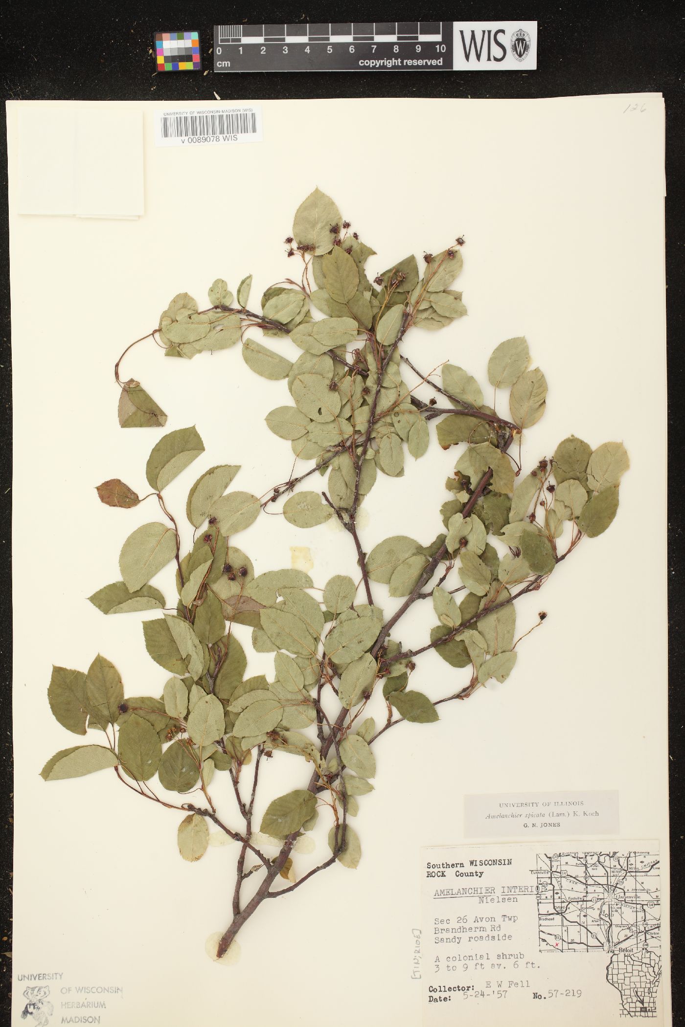 Amelanchier spicata image