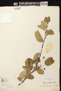 Amelanchier spicata image