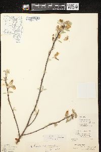 Amelanchier spicata image