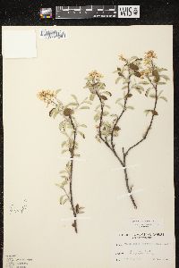 Amelanchier spicata image