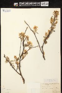 Amelanchier spicata image