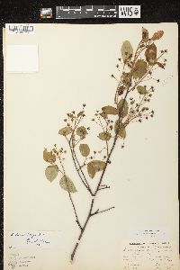 Amelanchier spicata image