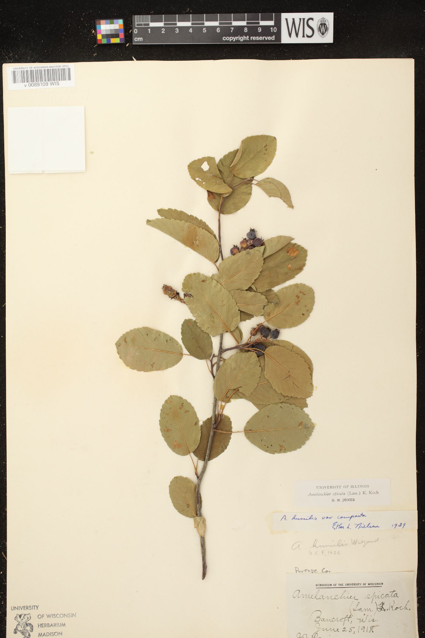 Amelanchier spicata image