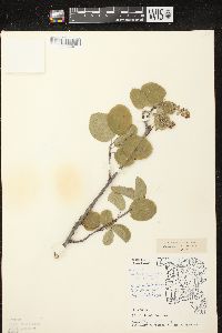 Image of Amelanchier spicata