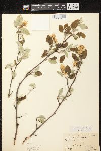 Amelanchier spicata image