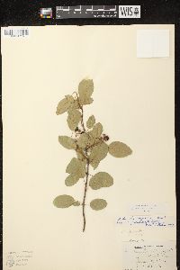 Amelanchier spicata image