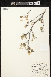 Amelanchier spicata image