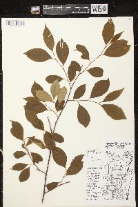 Aronia melanocarpa image