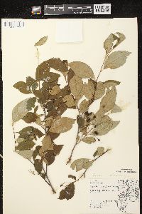 Aronia melanocarpa image