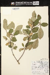 Aronia melanocarpa image