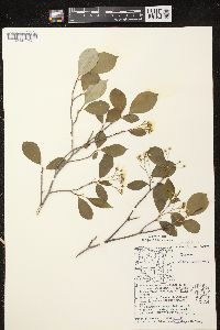 Aronia melanocarpa image